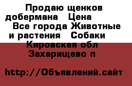 Продаю щенков добермана › Цена ­ 45 000 - Все города Животные и растения » Собаки   . Кировская обл.,Захарищево п.